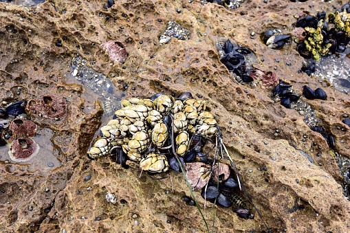 The tide pools show a variety of life that lives in the pacific waters. Crustaceans, hermit crabs, shellfish, and a variety of other species made for a great day of exploration.