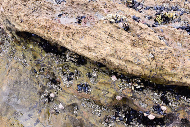 The tide pools show a variety of life that lives in the pacific waters. Crustaceans, hermit crabs, shellfish, and a variety of other species made for a great day of exploration.