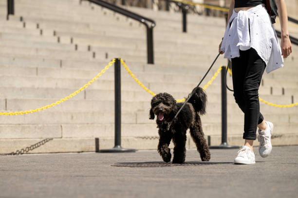 istock Black Aussiedoodle on Leash Walks City Stone Steps and Looks at Camera 1403761673