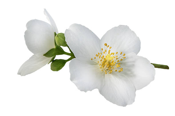 istock Jasmine flowers with leaves isolated on white 1403761806