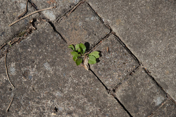 istock The beautiful Danish garden 1403761809