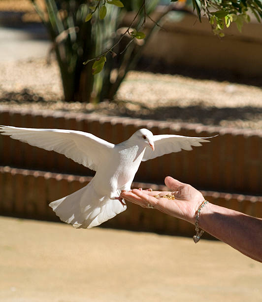 white dove stock photo