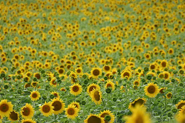 Photo of Sunflowers