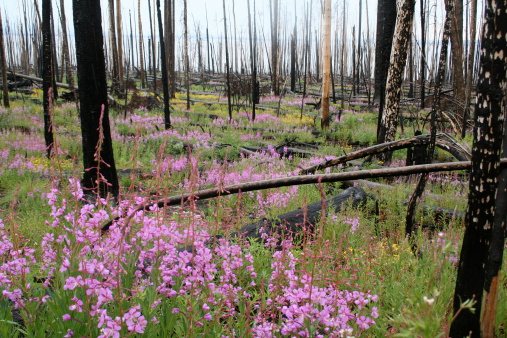 The forest is renewed after a fire, with a blanket of pink and yellow wildflowers.