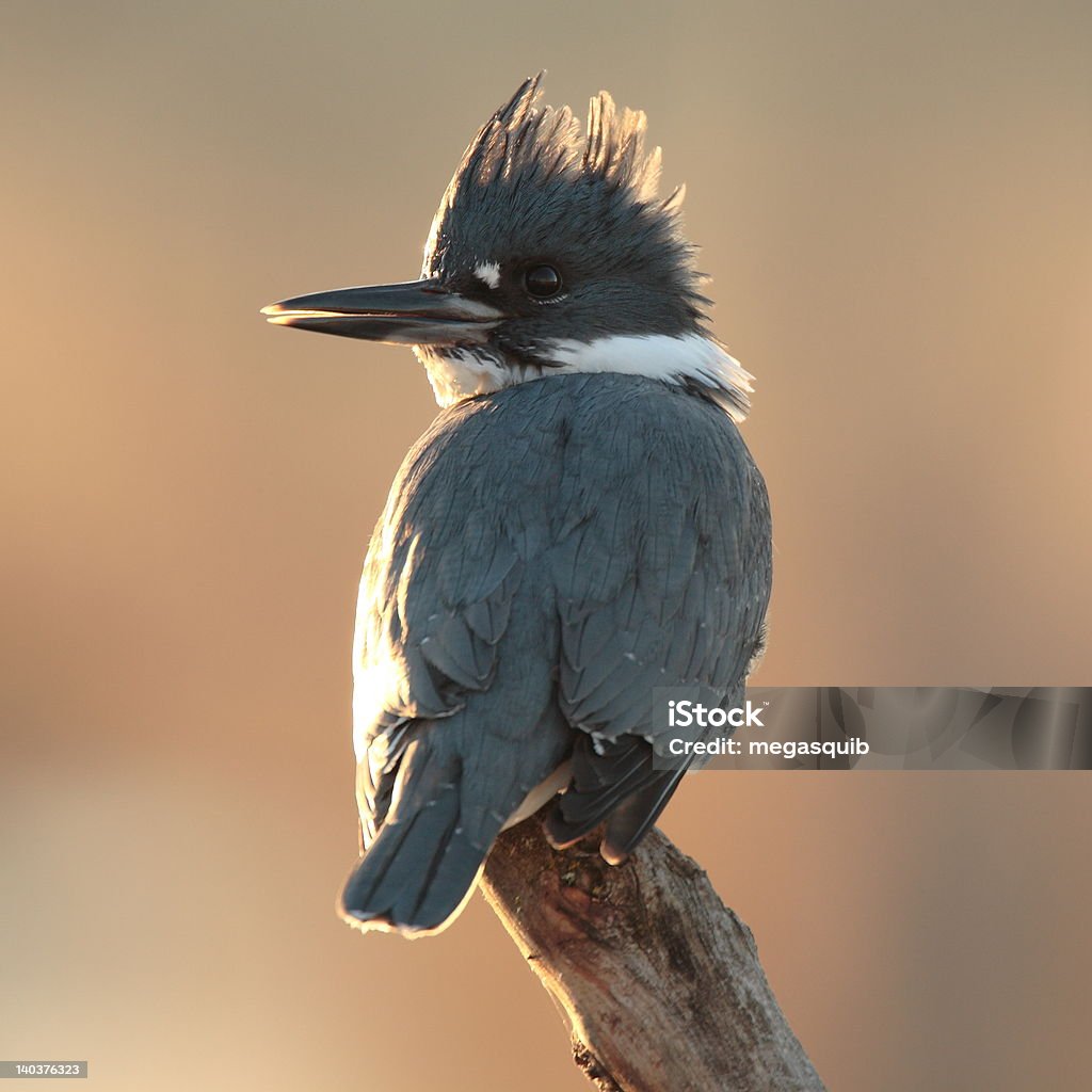 Paskiem Kingfisher - Zbiór zdjęć royalty-free (Bez ludzi)