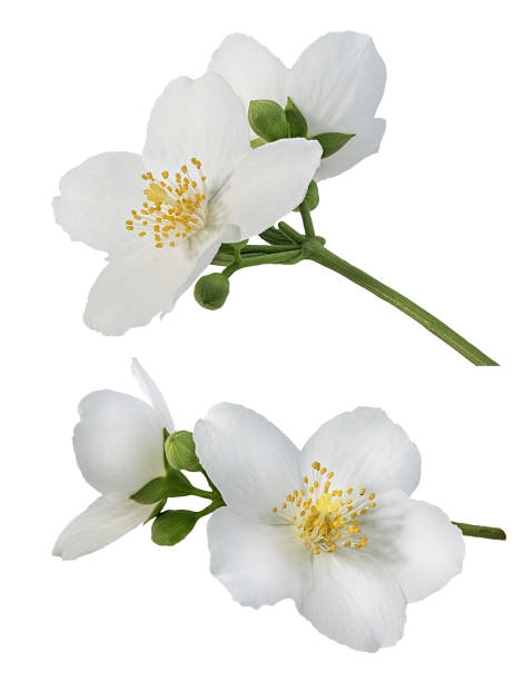 istock Jasmine flowers with leaves isolated on white 1403763612