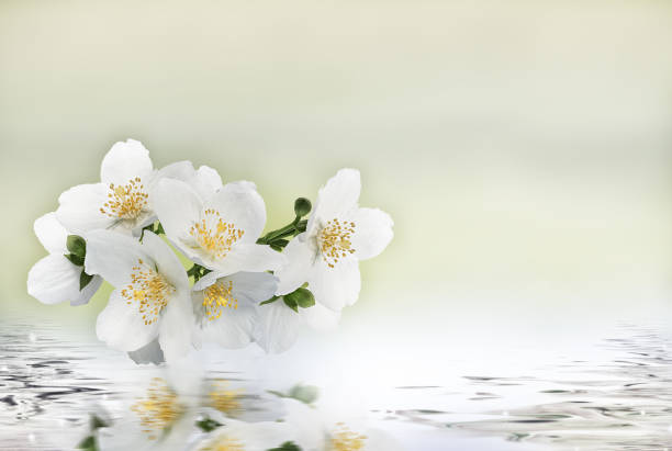 Flowers and nature spring bokeh background reflection in water