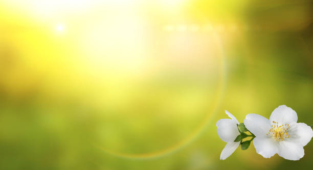 istock Jasmine flowers on a sunny background 1403763691