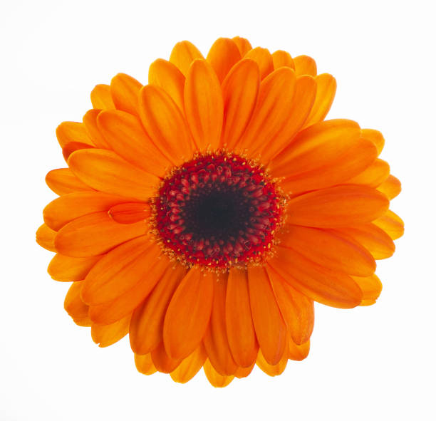 istock orange Gerbera flower closeup. Single orange gerbera flower isolated on white background 1403763714