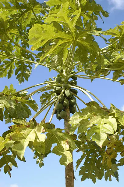 Photo of Papaya Tree & Green Papayas
