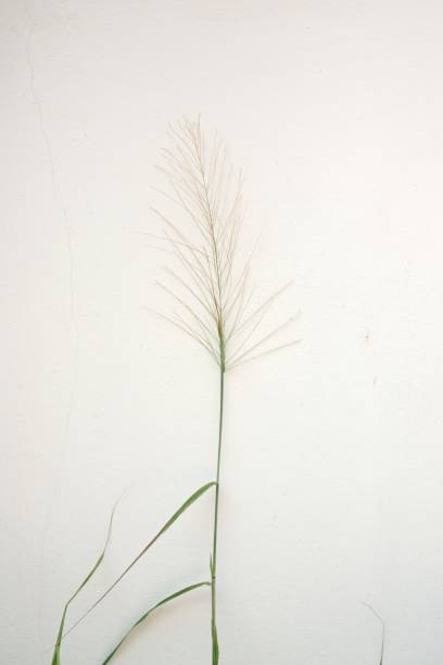 istock Wild grass bush with flower blossom on  white wall 1403765963