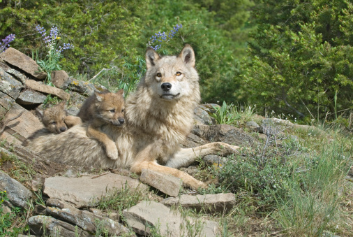 Wolf with her cubs at den site in Montana