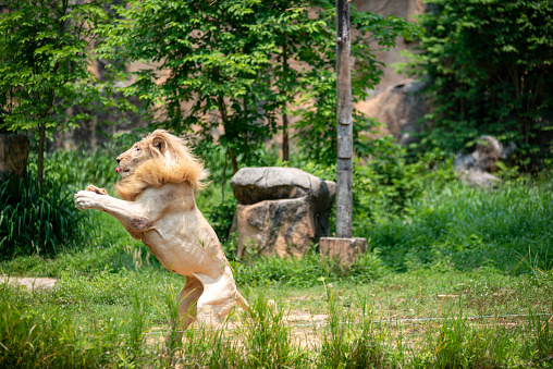 Male Lion jumping up in the zoo catch a food.