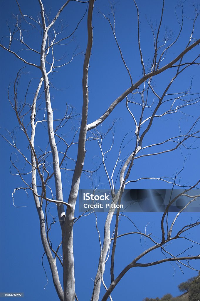 Árbol latente de corteza blanca - Foto de stock de Aire libre libre de derechos