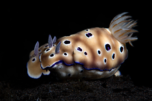 Nudibranch (sea slug) - Hypselodoris tryoni. Underwater macro world of Tulamben, Bali, Indonesia.