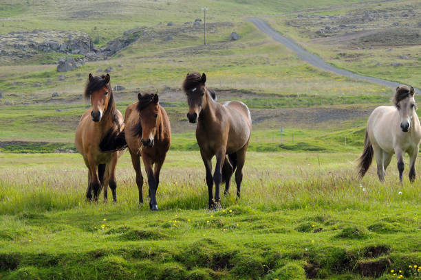 istock Scandinavian horses graze in Icelandic nature 1 1403770066