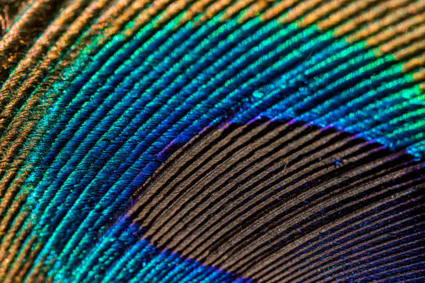 istock Various views of a peacock feather 1403770761