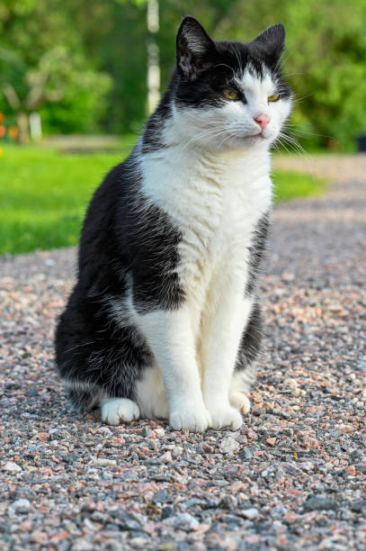 istock black and white cat in back garden 1403772206