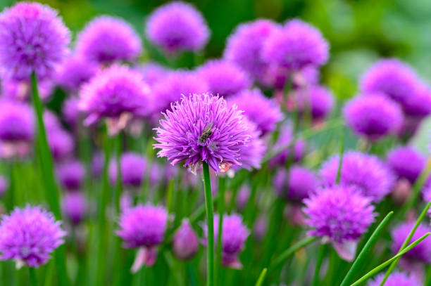 istock close up on purple chive flower with fly on 1403772209