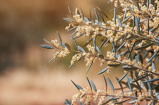 A blooming olive tree on an oil production farm at spring. Flowers and petals close-up on a branch