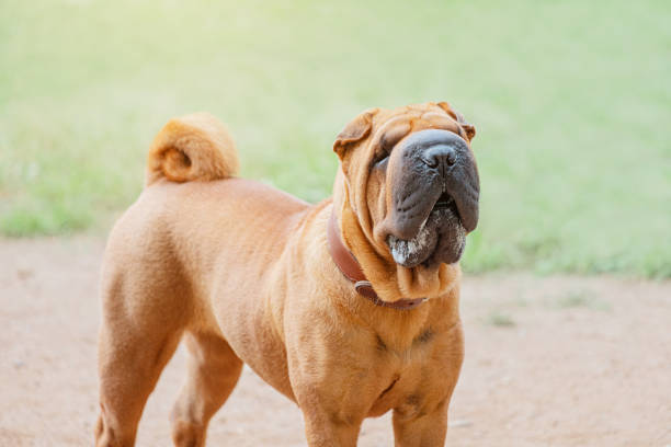 istock Shar Pei dog breed walking in park. Unusual and funny adorable pet from China. Adorable muzzle with numerous wrinkles and saliva secretions 1403772683