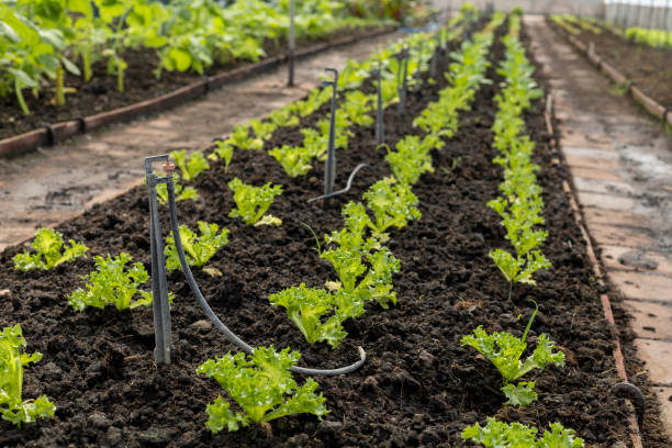 istock Garden plants in vegetable greenhouse. 1403773429
