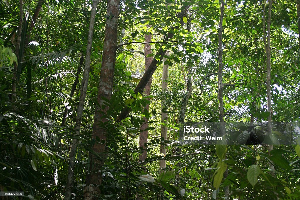 열대 열대우림 - 로열티 프리 고대의 스톡 사진