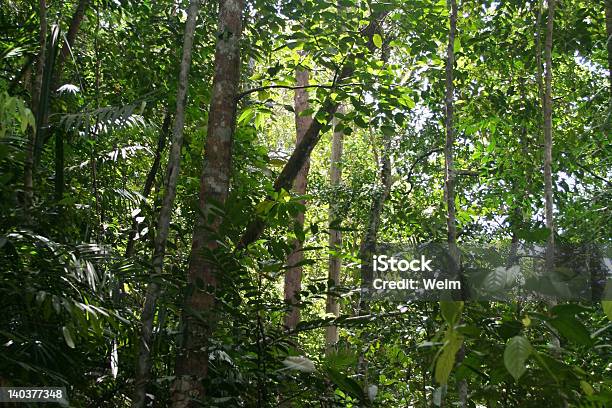 열대 열대우림 고대의에 대한 스톡 사진 및 기타 이미지 - 고대의, 공원, 관광