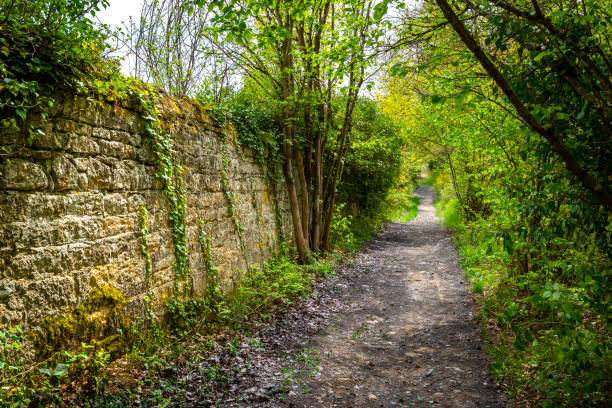 istock Underwood footpath in lush vegetation 1403774077