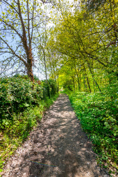 istock Underwood footpath in lush vegetation 1403774140