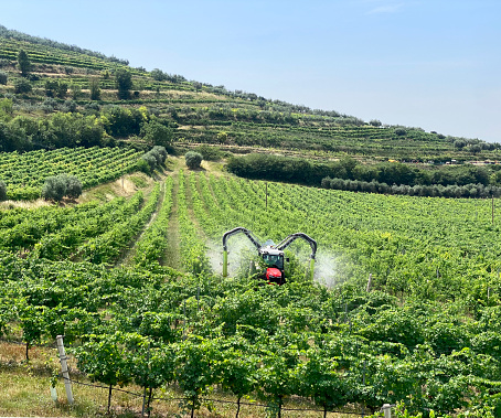 Farmer with tractor spraying grapevines in vineyard. Vineyard in Valpolicella. Province of Verona, Veneto, Italy.