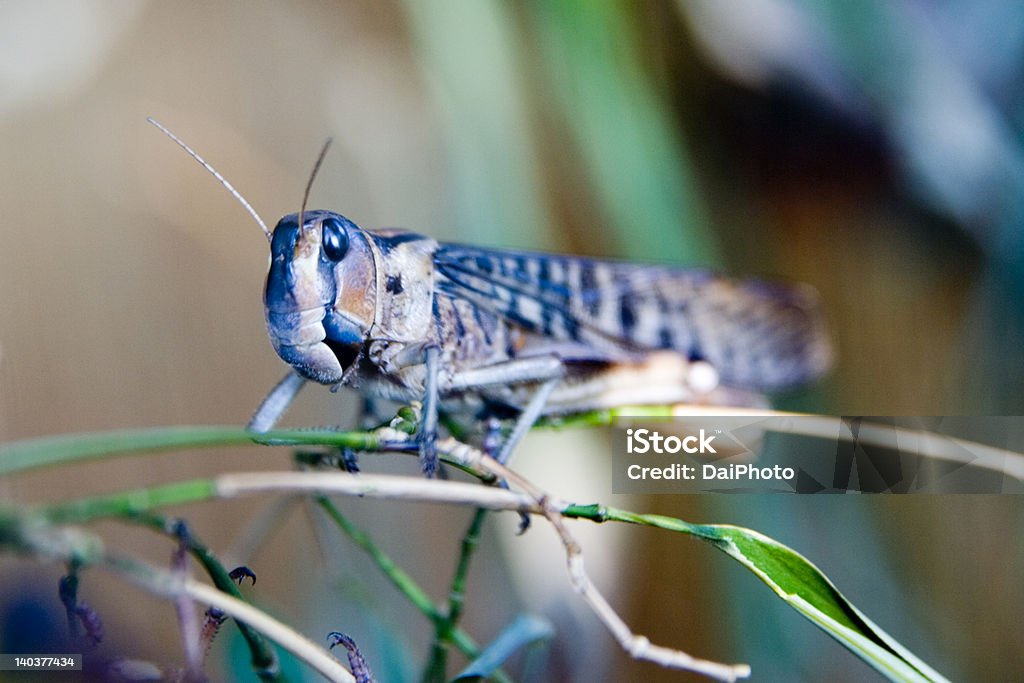 Locusta - Foto stock royalty-free di Africa