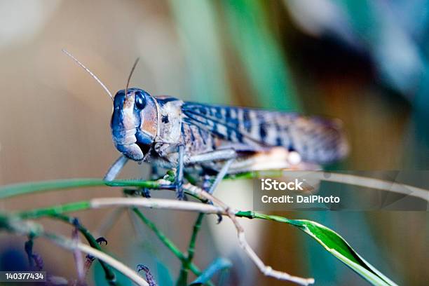 Locusta - Fotografie stock e altre immagini di Africa - Africa, Animale in cattività, Animale nocivo