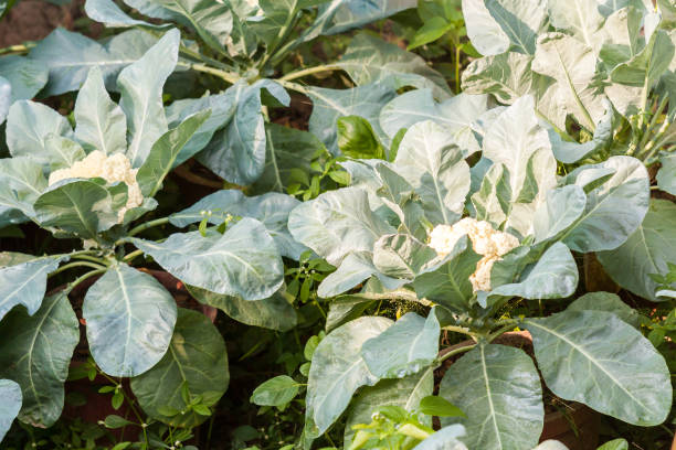 istock Cauliflower plants cultivated in home vegetable garden 1403774955