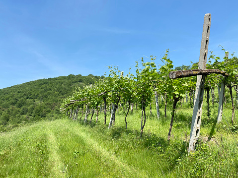 Vineyard in the hills in spring.