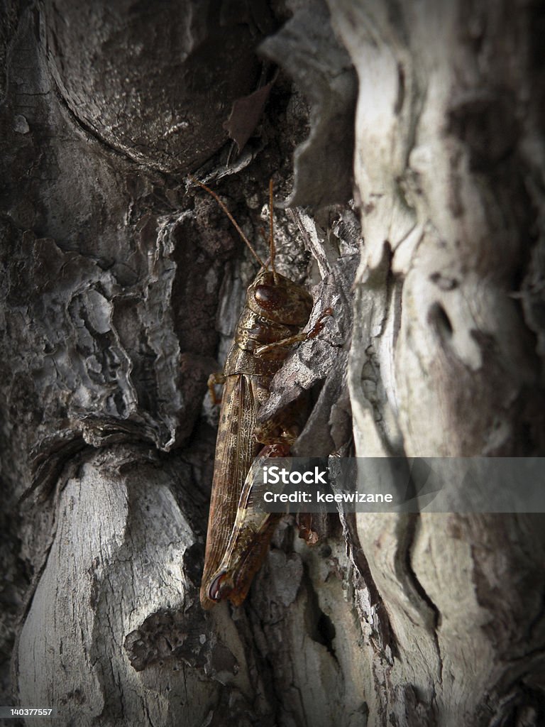 Camouflaged Cavalletta sull'albero - Foto stock royalty-free di Albero