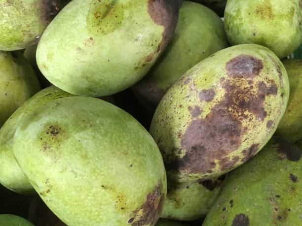 istock photo of some mangoes 1403776710
