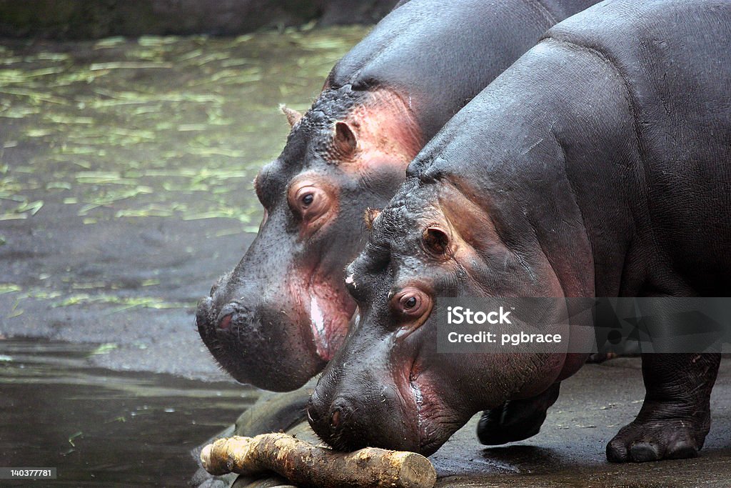 Zusammenarbeit Hippos'II - Lizenzfrei Berufliche Partnerschaft Stock-Foto