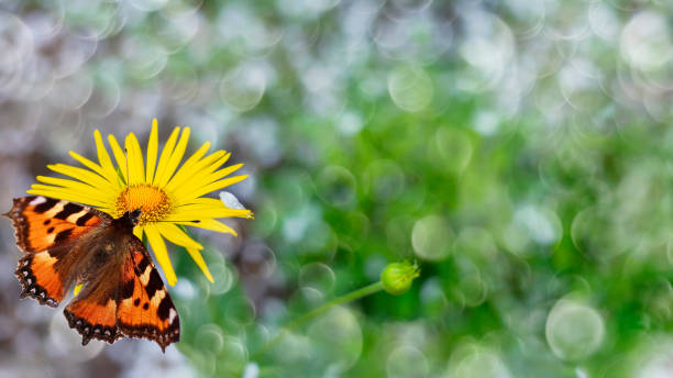 Unfocused background with a yellow daisy and a sitting butterfly stock photo