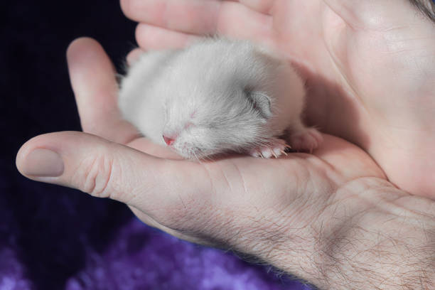White newborn kitten in male hands close-up. Selective focus stock photo