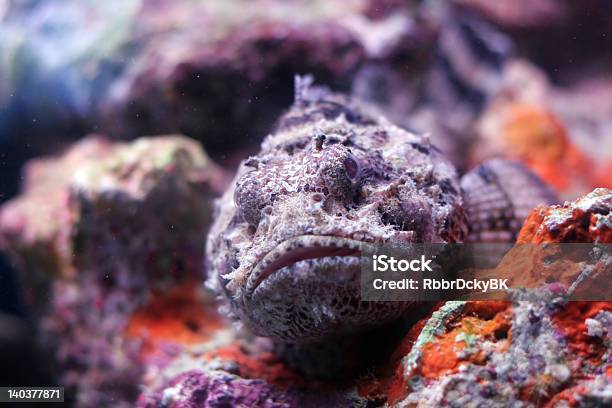 Scorpion Fish - zdjęcia stockowe i więcej obrazów Bez ludzi - Bez ludzi, Fotografika, Horyzontalny