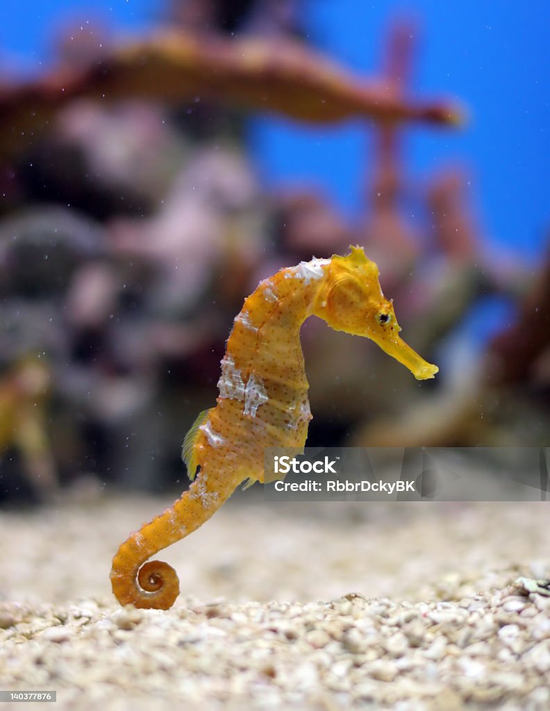 Caballito de Orange - Foto de stock de Caballito de mar libre de derechos