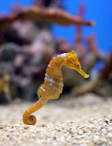 Orange seahorse in aquarium with white gravel stock photo