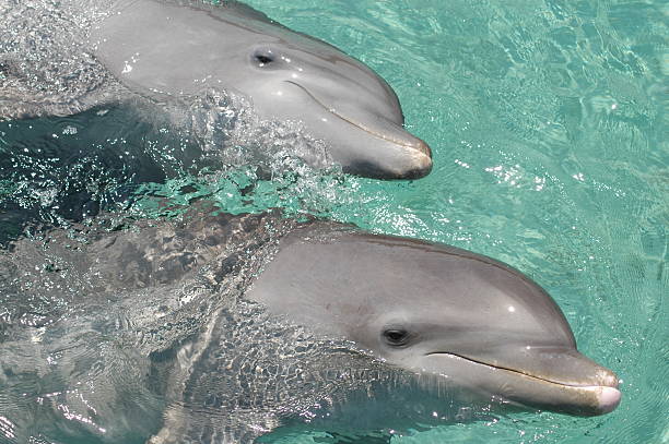 istock Two dolphins in the sea 140377899