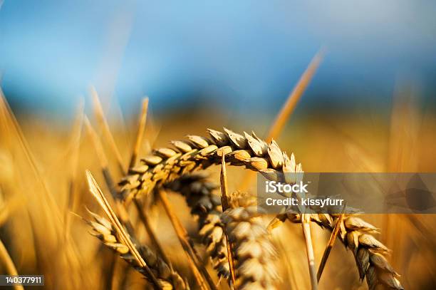 Closeup Di Grano - Fotografie stock e altre immagini di Grano - Graminacee - Grano - Graminacee, Chiuso, Close-up