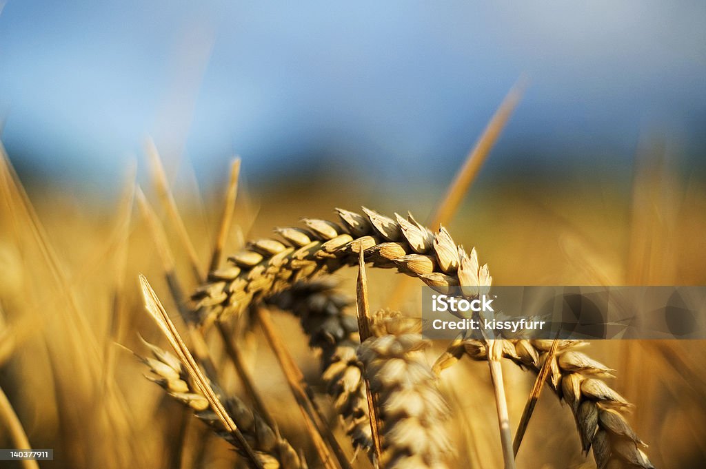 Пшеница крупный план - Стоковые фото Пшеница роялти-фри
