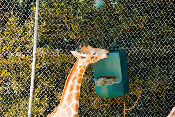 istock Giraffe in the zoo 1403779479