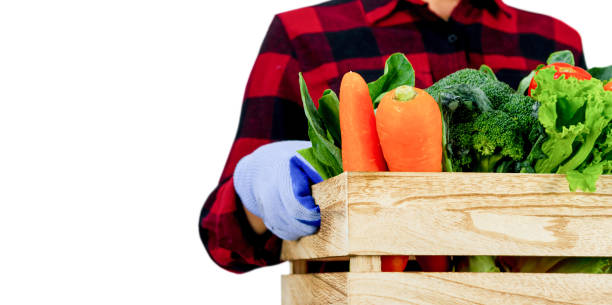 Gardener vegetables hold in wooden crate radish, tomato, carrot, chinese cabbage, broccoli, bitter gourd, chinese kale on a white background
