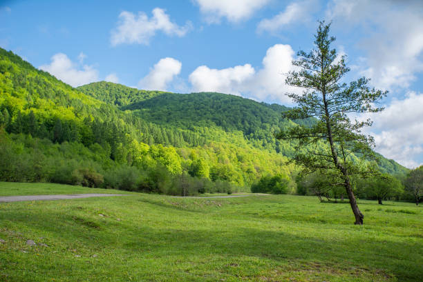 istock tree on a glade near the mountains and blue sky with clouds. Countryside. 1403782007