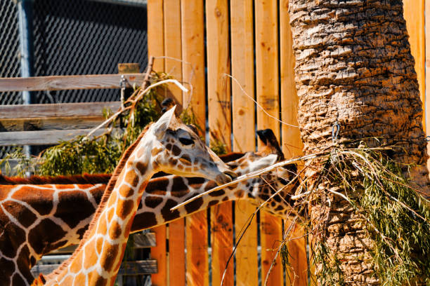 A pair of Giraffes eating their food from a suspended basket above their enclosure at the Belfast Zoo, in Northern Ireland.